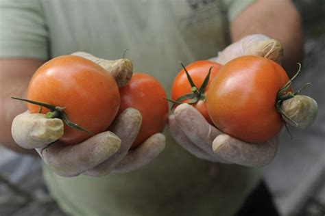 Choose Tomatoes That Are The Most Disease Resistance Growing Magazine