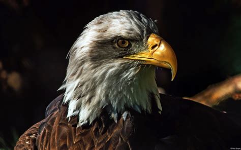 Beak Bird Bird Looking Bird Of Prey Bird Portrait Birds Carnivore