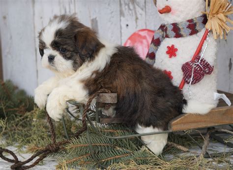 Shih Tzu For Sale Millersburg Oh Male Dallas Ac Puppies Llc