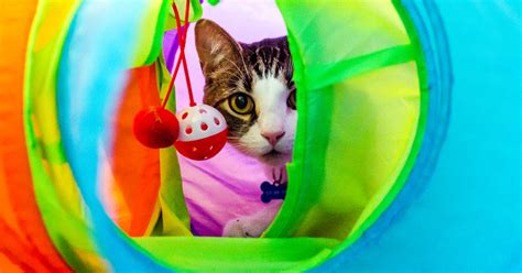 Feline DIY Enrichment | ASPCA