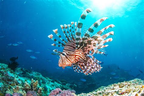 Descubra o que é o peixe leão e o que esse animal invasor faz no Brasil