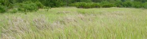 Learn To Control Cogongrass Uf Ifas Extension Marion County