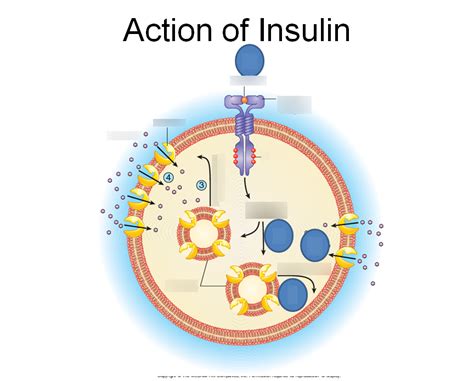 Action Of Insulin Diagram Quizlet