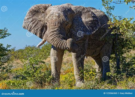 Old Bull Elephant Stock Image Image Of Male National 123366365