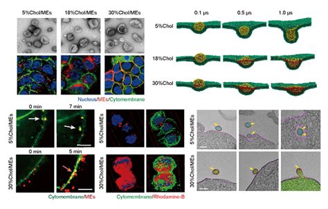 Nat Nanotechnol 丨 上海药物所合作揭示胆固醇在外泌体递释rna药物中的关键作用 中国科学院上海分院