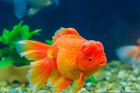 Goldfish With Bump On The Head Explained FishTrivia