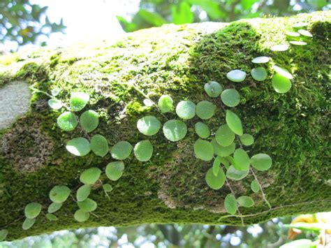 Anim Agro Technology: POKOK DUIT-DUIT
