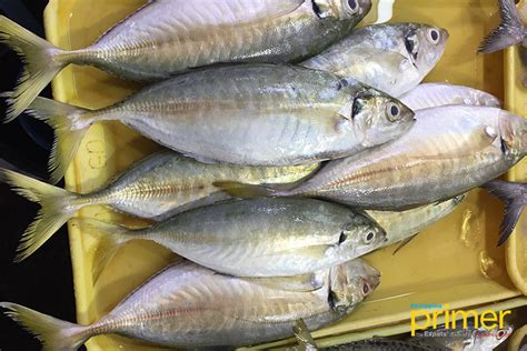 Market Guide To Common Fishes In The Philippines Philippine Primer