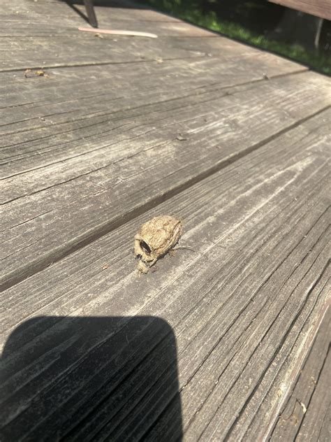 Moth Cocoon R Whatsthisbug