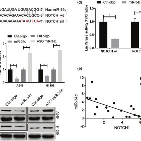 NOTCH1 Is A Target Of MiR 34c In NSCLC Cells A The MiR 34c Seed