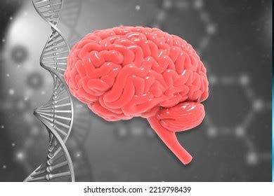 Human Brain Anatomy On Scientific Background Stock Illustration ...