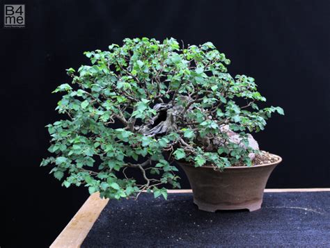 Ulmus Minor English Elm Bonsai Bonsai Me