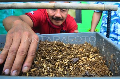 BUDIDAYA LARVA LALAT ANTARA Foto