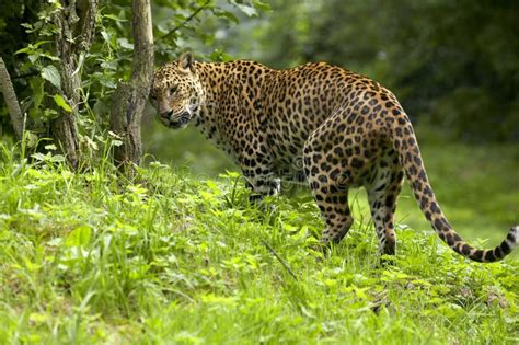 Panthere Du Sri Lanka Panthera Pardus Kotiya Imagen De Archivo Imagen