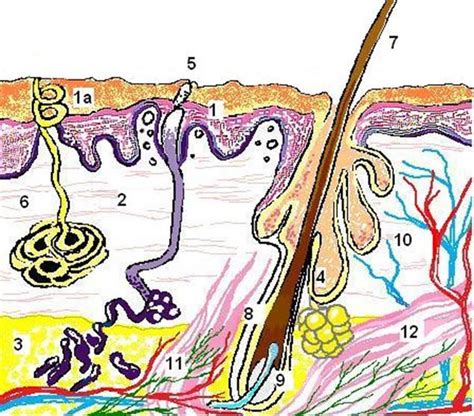 Строение кожи