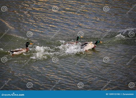 Adult Ducks In River Or Lake Water Stock Photo Image Of Habitat