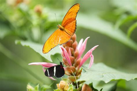 Biología EFE Noticias