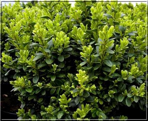 Buxus Sempervirens Blauer Heinz Bukszpan Wieczniezielony Blauer Heinz