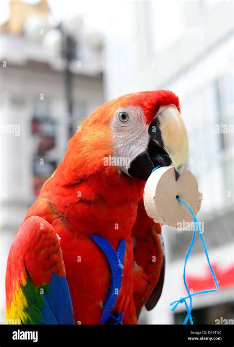 Talking parrot hi-res stock photography and images - Alamy