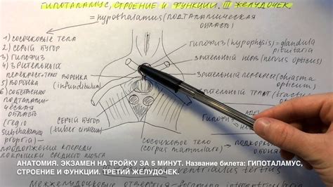 Билет 018. ГИПОТАЛАМУС, СТРОЕНИЕ И ФУНКЦИИ. ТРЕТИЙ ЖЕЛУДОЧЕК. - YouTube