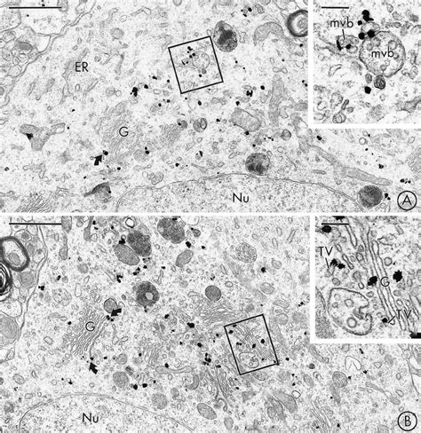 Vmat2 Is Localized To Saccules Of Golgi And Multivesicular Bodies In