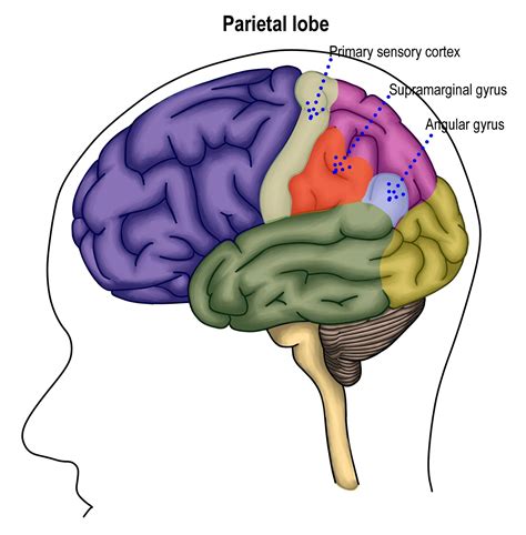 Parietal Lobe Definition Functions Structure Location