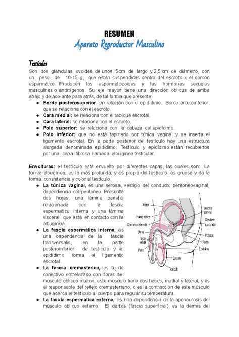 Resumen A Reproductor Masculino Resumen Aparato Reproductor