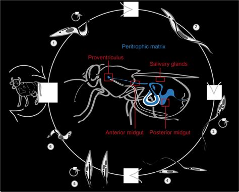 Schematic of the T. brucei life cycle inside the tsetse fly vector.... | Download Scientific Diagram