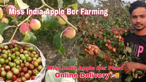 Miss India Apple Ber Farming Miss India Apple Ber Ki Kheti