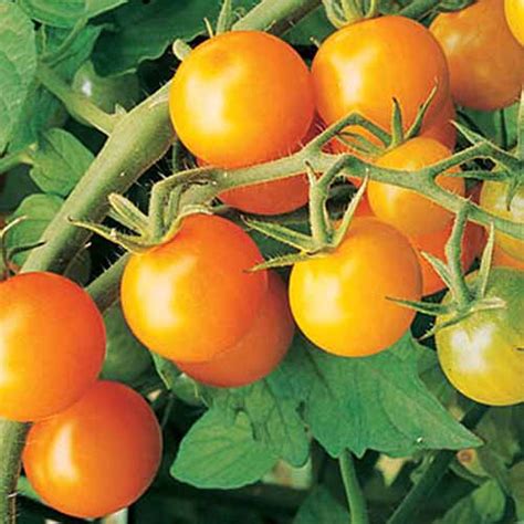 15 Of The Top Tomato Hybrids Gardeners Path