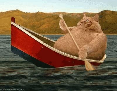 Fat Cat Row Boat GIF - FatCat RowBoat Fat - Discover & Share GIFs