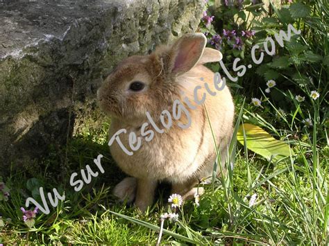 Tes logiciels-Fond d'écran-lapin 4