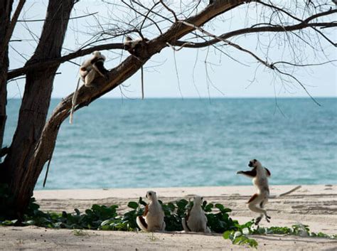 Island of Lemurs: Madagascar – “The Lemur Dance” Clip