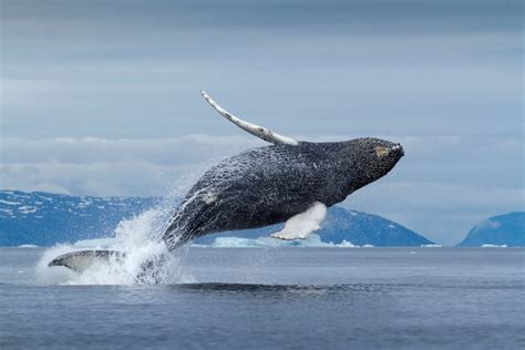 Animals of Greenland - whales, seals, polar bears - [Visit Greenland!]