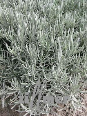 Lavandula Intermedia Grappenhall Provence Lavendel