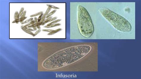 Infusoria - Alchetron, The Free Social Encyclopedia