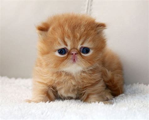 Orange Persian Cat Kitten