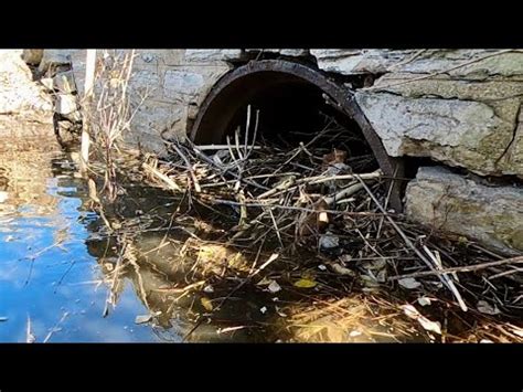 Unclogging Beaver Dam From Culvert Pipe Youtube