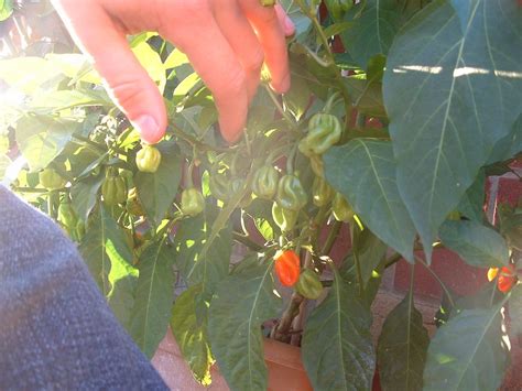 The Red Hot Chilli Papers Day 228