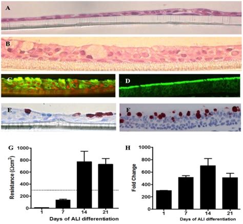 C Positive Staining Of Fitc Conjugated β Tubulin On Apical Surface Of Download Scientific