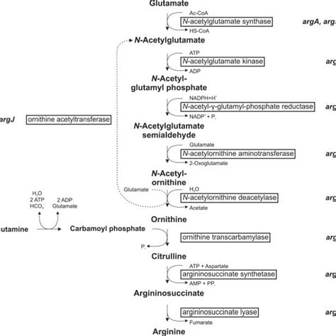 General Pathway Of Arginine Biosynthesis In Prokaryotes Including Two Download Scientific