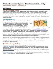 Blood Vessels Lab Activity Docx The Cardiovascular System Blood