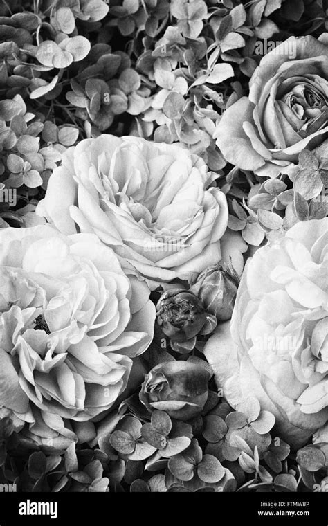 Vintage Black Roses Wallpaper