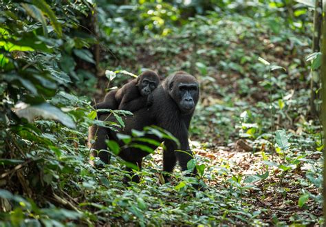 Republic Of The Congo Odzala Gorilla Safaris Safari Frank