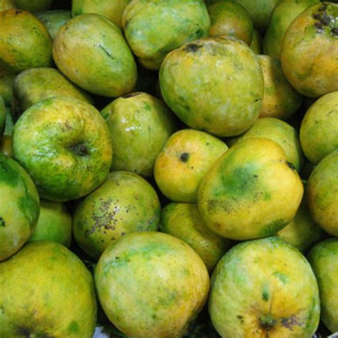 malgova mango mangokart