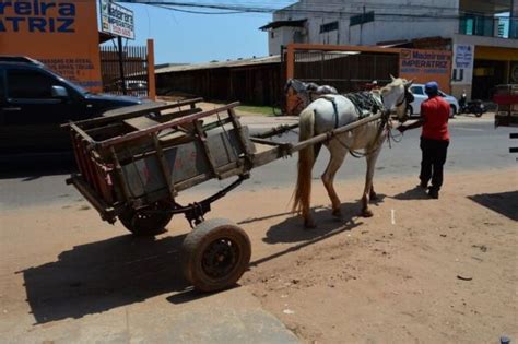 Proibição das carroças Prefeitura de Gravataí inicia cadastramento