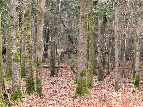 The Cycle Of Shedding What Happens When Deer Shed Their Antlers