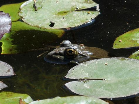 The Online Zoo Chiricahua Leopard Frog