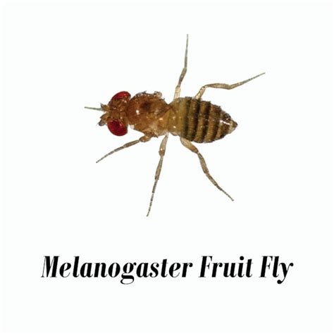 Drosophila Melanogaster Hydei Flightless Fruit Flies Off