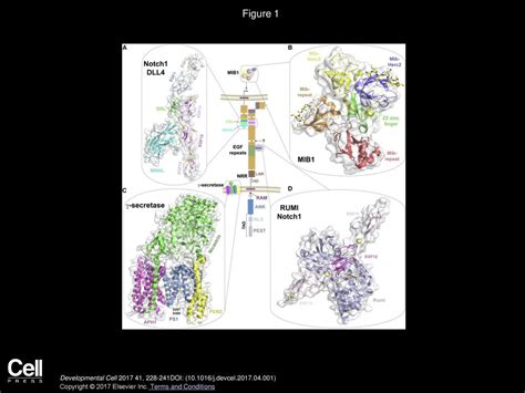 The Canonical Notch Signaling Pathway Structural And Biochemical